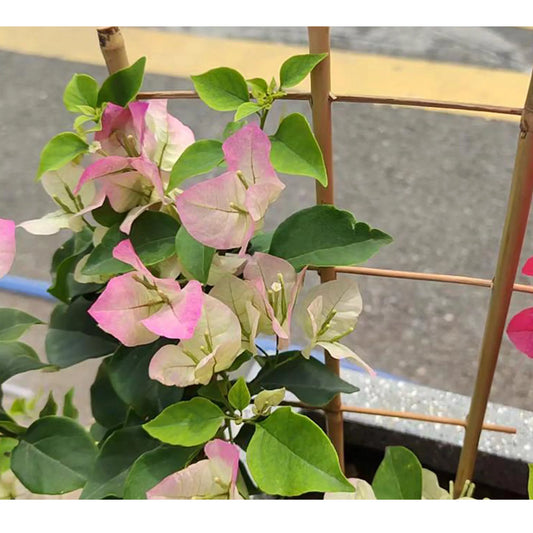 10 Pack Bamboo Trellis For Climbing Plants, Suitable For Potted Plants